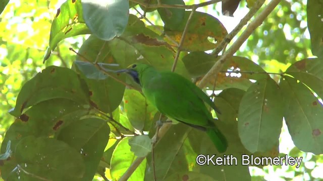 Golden-fronted Leafbird - ML201011601