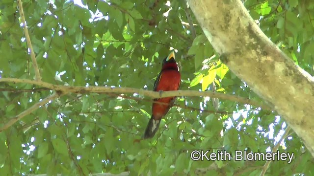 クロアカヒロハシ（macrorhynchos グループ） - ML201011621