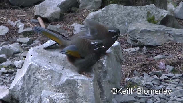 White-whiskered Laughingthrush - ML201011631