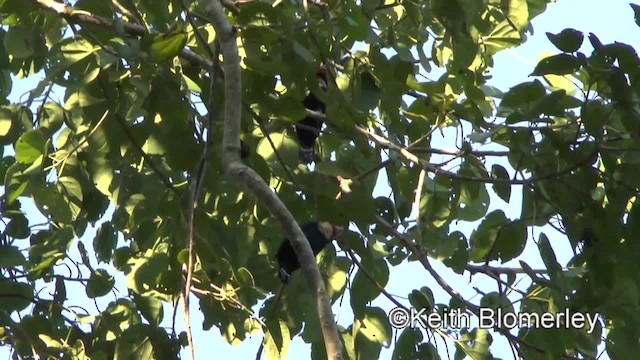 Dusky Broadbill - ML201011641