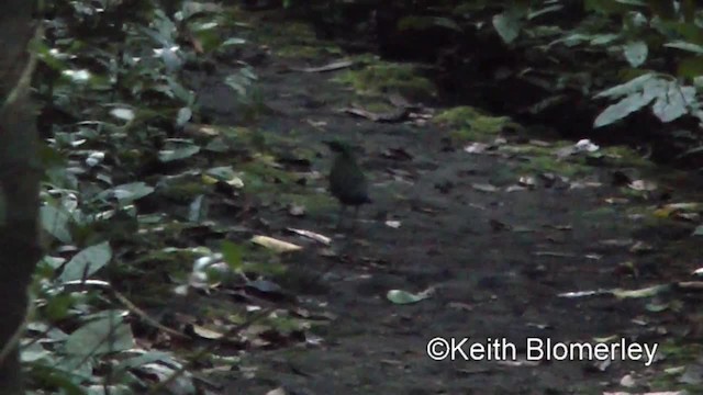 Bar-bellied Pitta - ML201011651