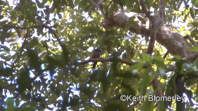 Banded Broadbill (Banded) - ML201011671