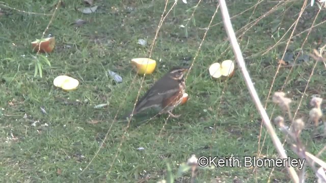ワキアカツグミ - ML201011701