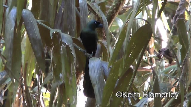 Racket-tailed Treepie - ML201011761