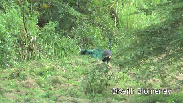 Green Peafowl - ML201011771