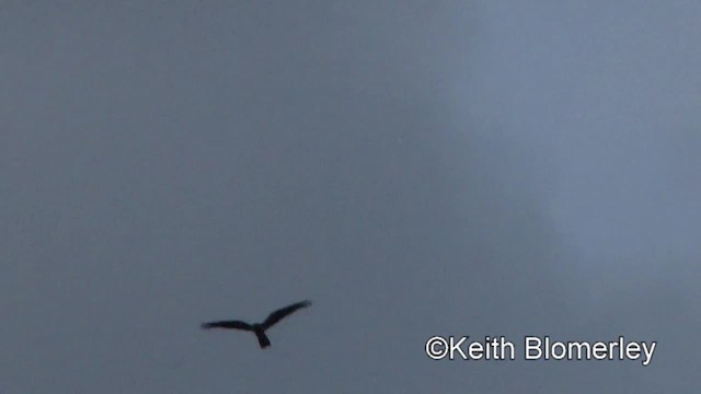 Great Eared-Nightjar - ML201011801