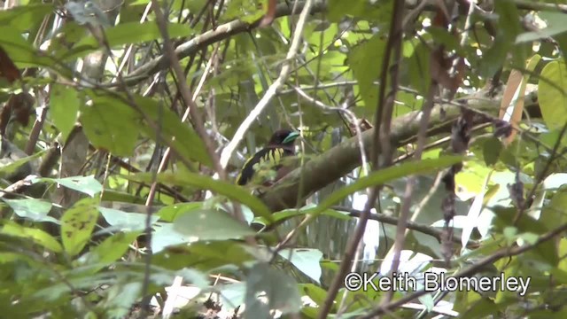 Banded Broadbill (Banded) - ML201011821