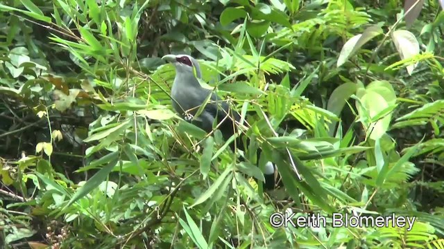 Green-billed Malkoha - ML201011831