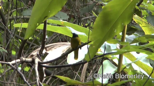 Black-headed Bulbul - ML201011871