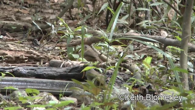 Buff-breasted Babbler - ML201011881
