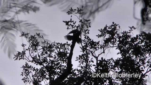 Great Slaty Woodpecker - ML201011911