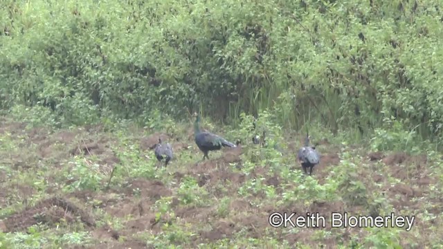 Green Peafowl - ML201011941