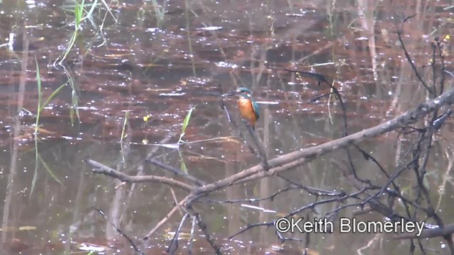 Common Kingfisher (Common) - ML201011951