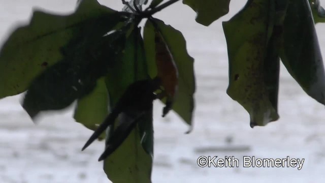 White-nest Swiftlet (Germain's) - ML201011981