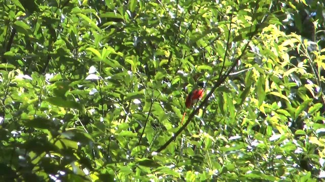 Minivet à bec court - ML201011991