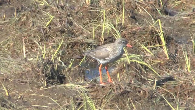 Common Redshank - ML201012091