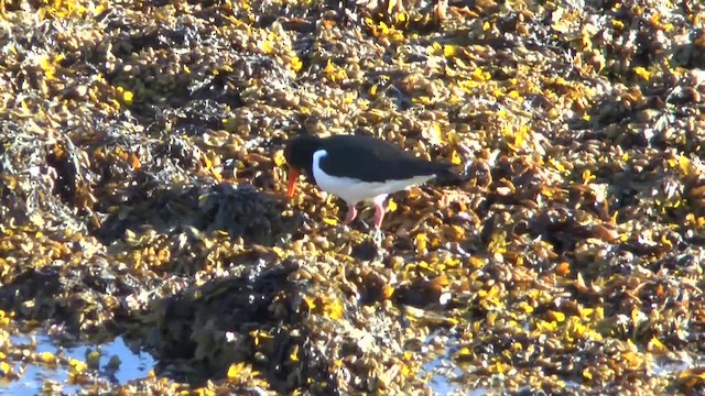 Eurasian Oystercatcher (Western) - ML201012111