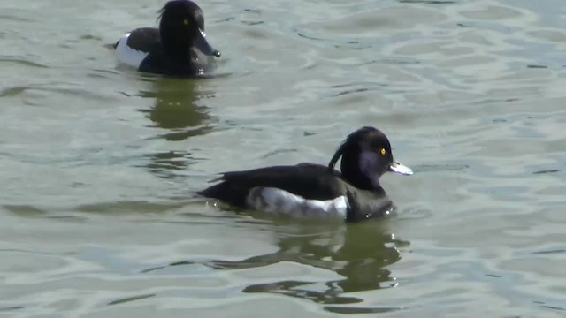 Гэзэгт шумбуур - ML201012211