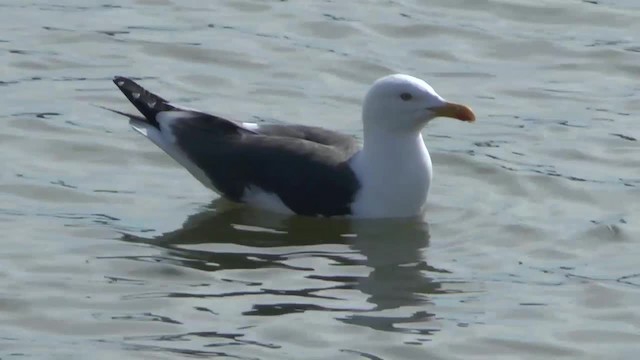 Kara Sırtlı Martı (graellsii) - ML201012221