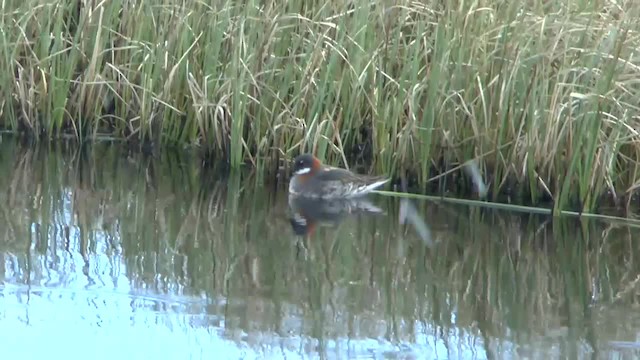 svømmesnipe - ML201012251