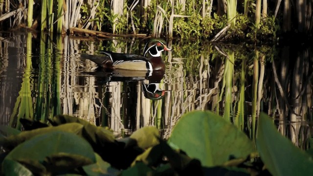 Wood Duck - ML201012341