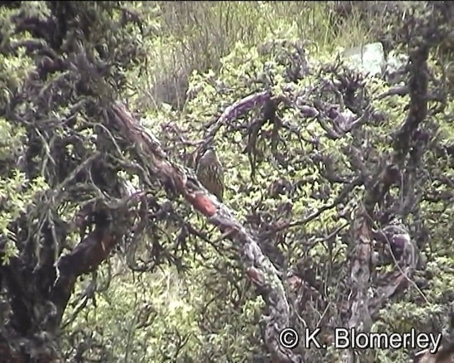 White-cheeked Cotinga - ML201012351