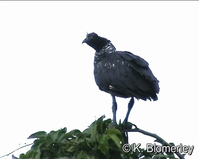 Horned Screamer - ML201012381