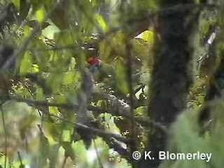 Versicolored Barbet (Blue-moustached) - ML201012411