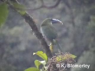 Toucanet à ceinture bleue - ML201012421