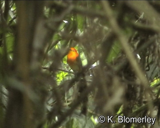 Band-tailed Manakin - ML201012451