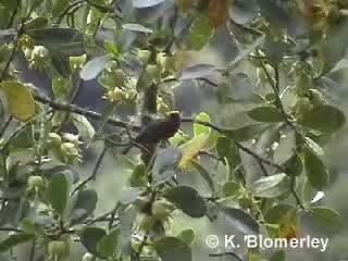 ズキンコウカンチョウ - ML201012471