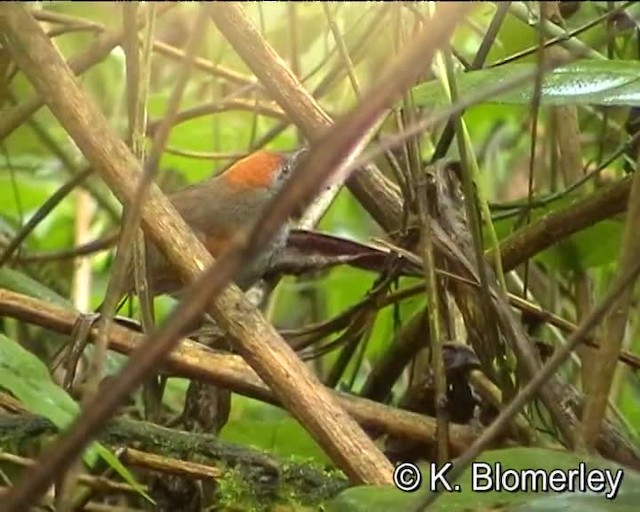 Azara Dikenkuyruğu - ML201012491