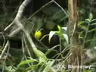 Yellow-browed Tody-Flycatcher - ML201012511