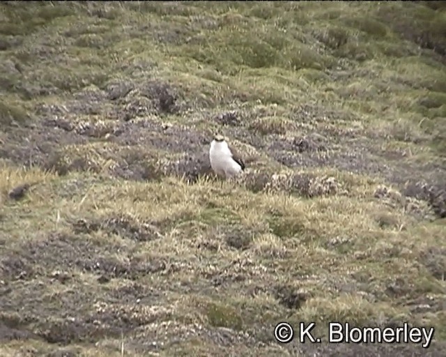 White-bellied Cinclodes - ML201012541