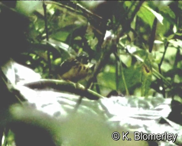 Spot-backed Antbird - ML201012551