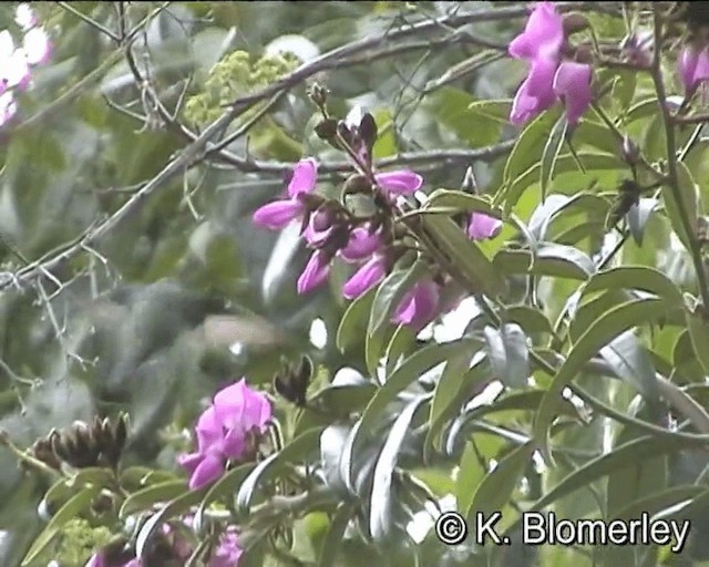 Green-and-white Hummingbird - ML201012581