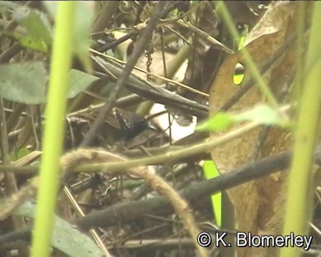 Chestnut-tailed Antbird (hemimelaena) - ML201012591