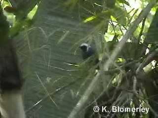 White-browed Antbird - ML201012601