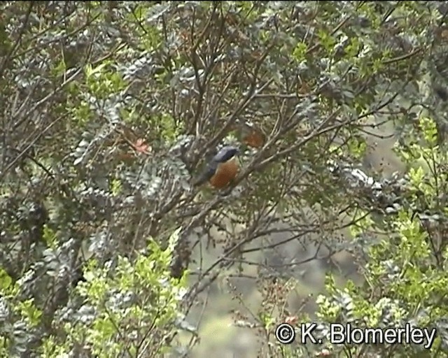 Chestnut-bellied Mountain Tanager - ML201012621