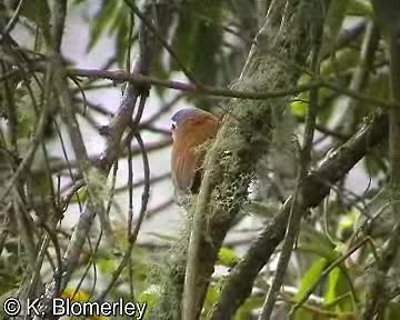 Inca Wren - ML201012641