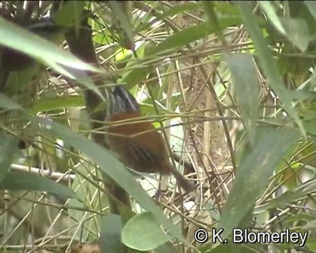 Troglodyte inca - ML201012651