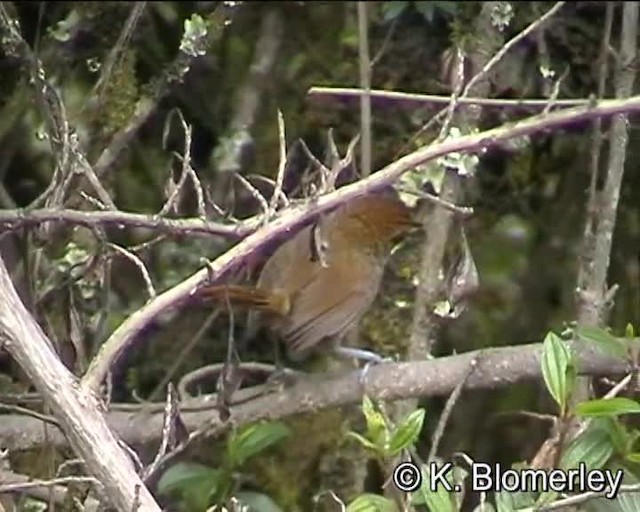 Puna Thistletail - ML201012681