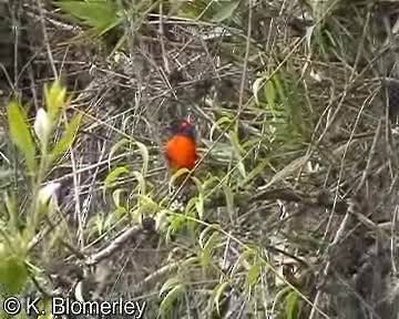 Scarlet-bellied Mountain Tanager (Fire-bellied) - ML201012771