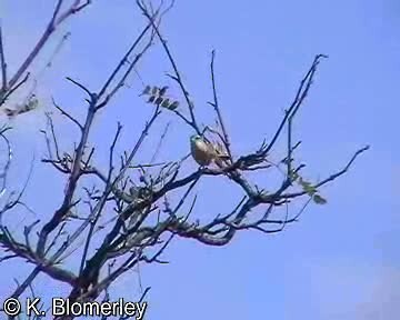 krembrystkurvfugl (huancavelicae) (svartørekurvfugl) - ML201012801