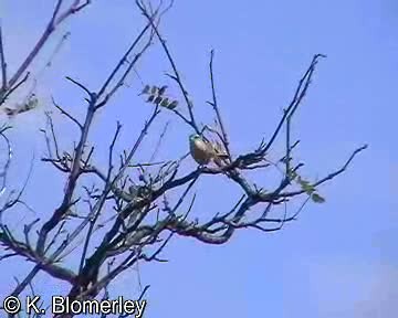 Creamy-breasted Canastero (Huancavelica) - ML201012801