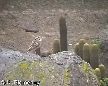 Burrowing Owl (Littoral) - ML201012831