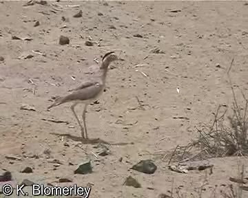 Peruvian Thick-knee - ML201012851