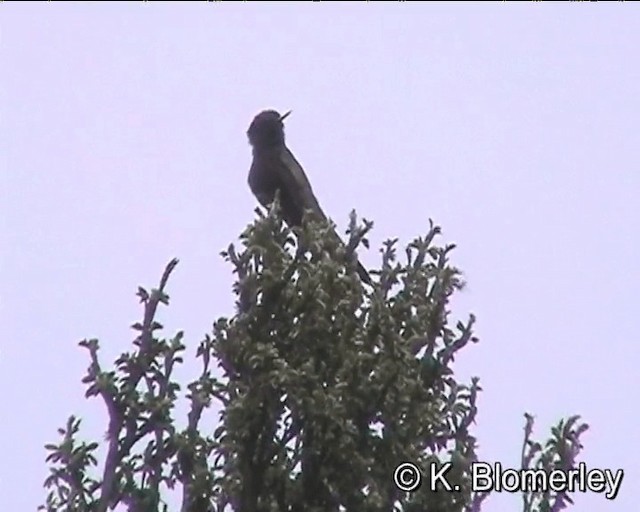 kolibřík modropláštíkový - ML201012891