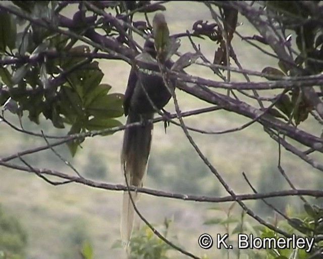 Brown Sicklebill - ML201012931