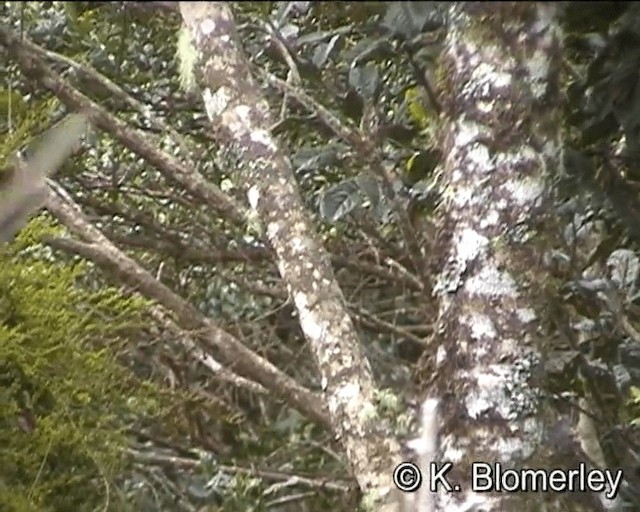 Brown Sicklebill - ML201012941